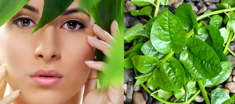 Malabar spinach – the 'green secret' for brightening skin, tightening pores, and preventing aging.