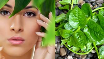 Malabar spinach – the 'green secret' for brightening skin, tightening pores, and preventing aging.