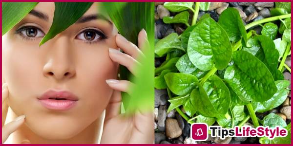 images 2 of Malabar spinach – the 'green secret' for brightening skin, tightening pores, and preventing aging.